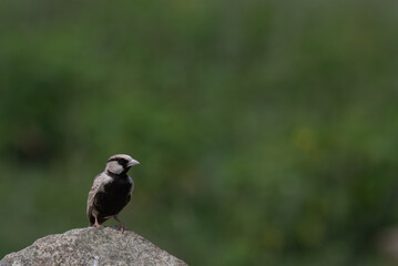 The beautiful Ashy crowned sparrow lark is standing on a stone, displaying its black crown, throat...