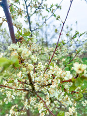 Branches of cherry blossoms in the garden. Spring in the middle zone