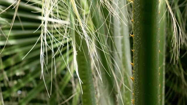 Fine fibres of tropical palm foliage hang and sway in the wind. Washingtonia filifera tree