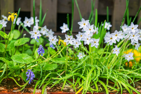 Ipheion uniflorum spring bulbous flowers in bloom in raining time
