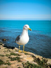 seagull on the rocks