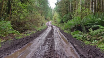 Fototapeta premium dirt road leading through the forest, with green trees on both sides