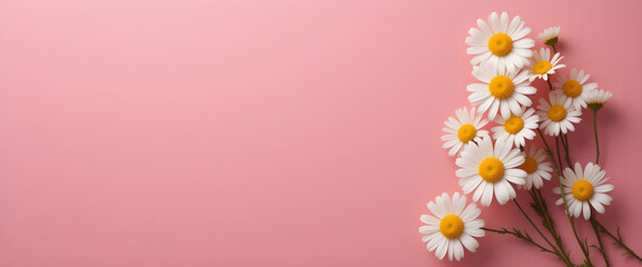 Obraz premium Delicate White Chamomile Daisies on a Pink Surface – Fresh Botanical Theme with Text Space