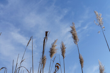 Silhouette of Tall Reeds Against a Clear Blue Sky