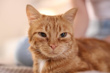 Cute ginger cat at home. Lovely pet