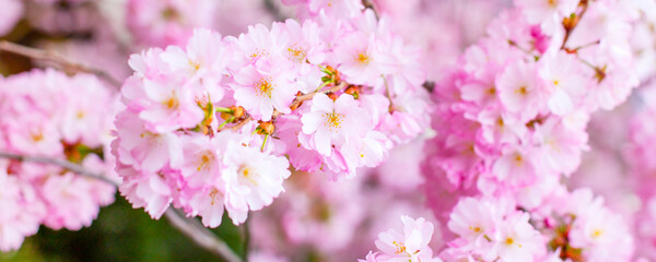 Beautiful pink cherry blossom branch, sakura flowers