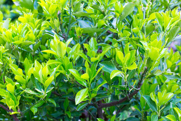 Green leaves background