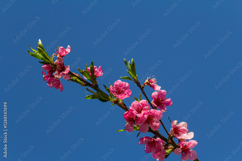 Poster detail of the flower of a peach tree in spring