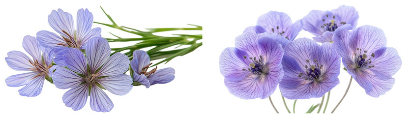 A beautiful arrangement of delicate purple flowers showcases nature's artistry, bringing a sense of calm and tranquility to any setting. PNG transparent background