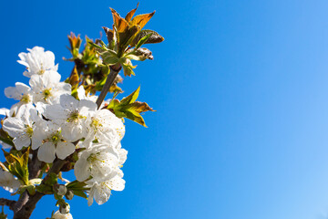 Apple branch of blossoms, on blue sky background