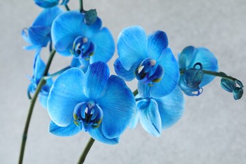 Beautiful blue orchid flower on light grey background, closeup © New Africa