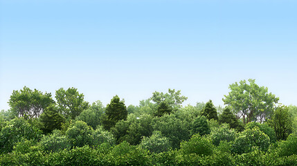 Lush Green Forest Canopy Under a Blue Sky