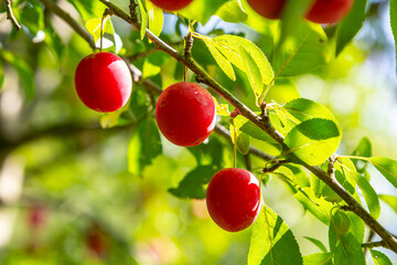 Plump red fruits hanging from a leafy branch in a sunny orchard during summer harvest season