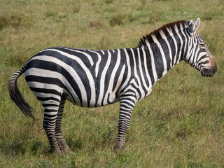 Kenya Africa Masai Mara national park Safari wild animal, animals, nature, wildlife