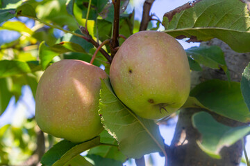 Fresh apples hanging from a tree branch under a clear sky in a sunny orchard during late summer harvest season