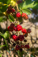 Unripe Blackberries closeup with a blurry green background