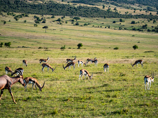 Kenya Africa Masai Mara national park Safari wild animal, animals, nature, wildlife