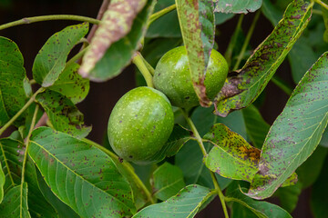 walnut tree, growing walnut in shell on branch, summer trees, green leaves, walnuts in peel