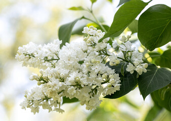 white double lilac on green branches against a bright sky