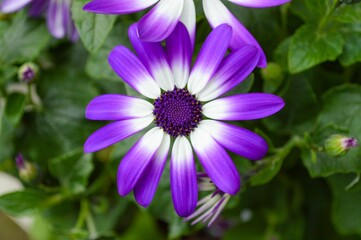Close-up of a vibrant purple and white daisy flower with lush green leaves in the background