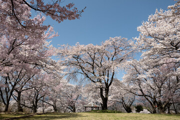 大草城址公園の桜