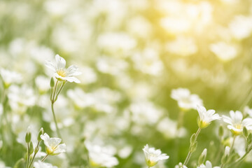Small white wild flowers in sunlight, romantic spring background, selective focus