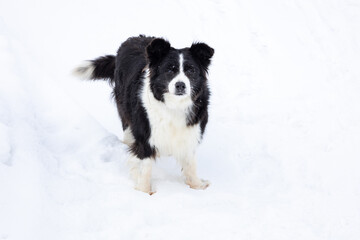 Cute black and white border collie standing in pristine fresh snow staring, Quebec City, Quebec, Canada