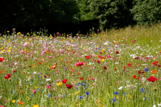 Vibrant Wildflower Meadow in Bloom on Sunny Day