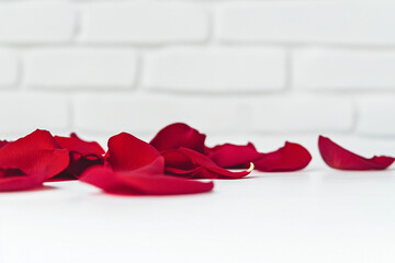 Fototapeta premium red rose and petals