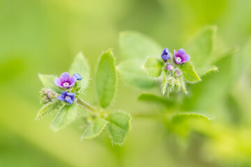 Small purple forget-me-not flowers on green background, selective focus, spring romantic art macro, selective focus