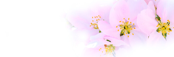 Obraz premium Apple branch blossoms, white background