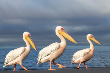 African wild birds. Great pelicans on the blue lagoon on a summer morning