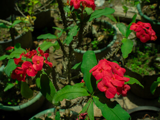 The Beauty of Euphorbia milii Flowers Blooming During the Day