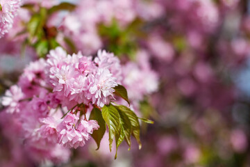 pink cherry blossom branch, sakura flowers