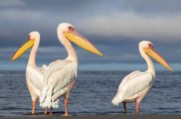 African wild birds. Great pelicans on the blue lagoon on a summer morning