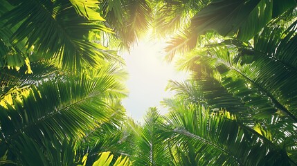 Sunlight Through Lush Green Palm Tree Canopy