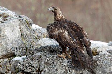 Adult Golden Eagle inside its territory in a snowy mountain area with the first light of a cold winter day