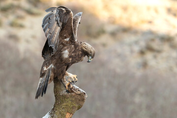 Golden Eagle in a mountain area within its territory on a cold winter day with the first light of sunrise