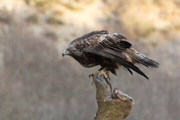 Adult Golden Eagle inside its territory in a snowy mountain area with the first light of a cold winter day
