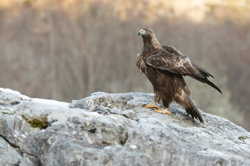 Golden Eagle in a mountain area within its territory on a cold winter day with the first light of sunrise