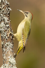 Female Green Woodpecker in a beech and oak forest in the last light of a winter day