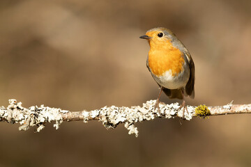 Fototapeta premium European robin in the early morning light in a Eurosiberian beech and oak forest on a cold January day