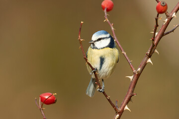 Blue tit in a Eurosiberian forest of oaks, beeches and firs with the last light of a cold January...