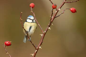 Blue tit in a Eurosiberian forest of oaks, beeches and firs with the last light of a cold January...