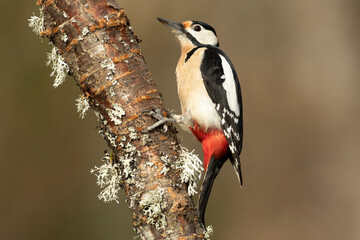Great spotted woodpecker in an Atlantic beech and oak forest on a cold January day in the last...