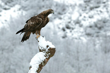 Golden Eagle in its high mountain territory on a very cold winter day with a heavy snowfall at first light in the morning