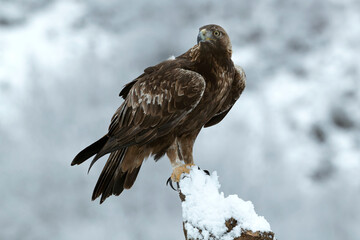 Golden eagle male in a high mountain area with lots of snow with the first light of a very cold January morning