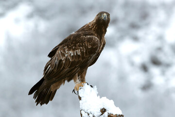 Golden Eagle in its high mountain territory on a very cold winter day with a heavy snowfall at first light in the morning