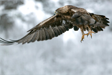 Golden Eagle in its high mountain territory on a very cold winter day with a heavy snowfall at first light in the morning