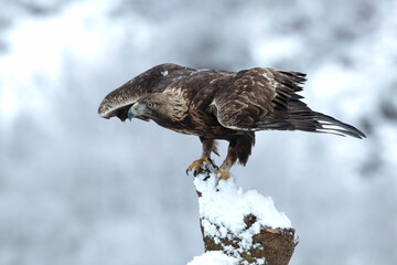 Golden eagle male in a high mountain area with lots of snow with the first light of a very cold January morning